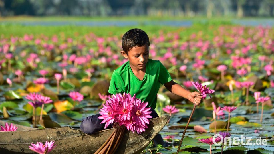 So schön und so wichtig: Seerosen-Ernte als Lebensgrundlage Bild: Habibur Rahman/XinHua/dpa