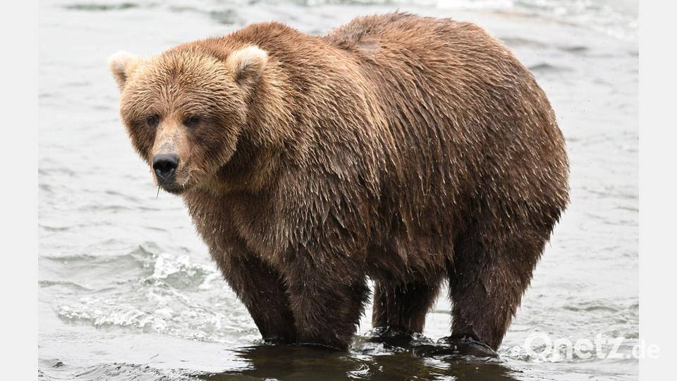 Den Sommer über hat die Bärin beim Lachsfressen deutlich zugenommen. Bild: C. Loberg/explore.org/dpa