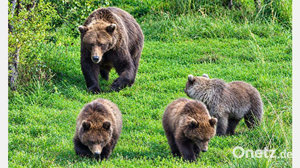 Dieses Muttertier zählt zu den kräftigsten Bären am Brooks River im Katmai-Nationalpark. Bild: C. Loberg/explore.org/dpa