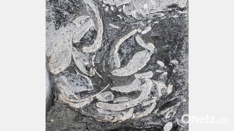 Ansammlung von Muschelschalen und Pflanzenresten – interpretiert als das Erbrochene eines Plesiosauriers. Bild: Dirk Knaust/Cambridge University/EurekaAlert/dpa