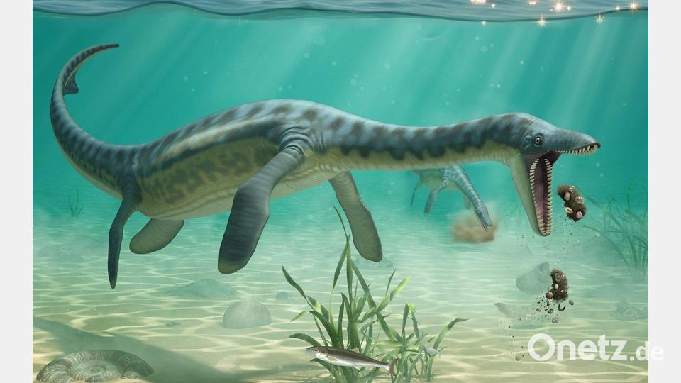 Plesiosaurier spuckten Unverdauliches wohl wieder aus - ähnlich wie Eulen heute das tun. Bild: Lente Artemieff/Cambridge University/EurekaAlert/dpa