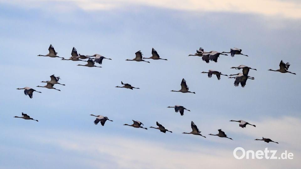 Besonders spektakulär ist jedes Jahr der Zug der Kraniche, die an der typischen V-Formation und den lauten Trompetenrufen gut zu erkennen sind. (Archivbild) Bild: Patrick Pleul/dpa