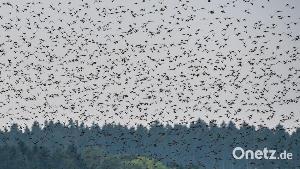 Stare sammeln sich in großen Schwärmen und ziehen dorthin, wo es ein gutes Futterangebot gibt. Bild: Armin Weigel/dpa