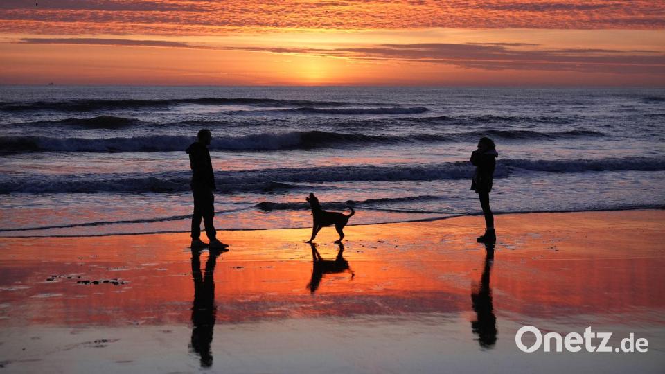Tynemouth (Großbritannien): Früher Spaziergang am Meer – Hund und Begleiter im Sonnenaufgang am Strand Bild: Owen Humphreys/PA Wire/dpa