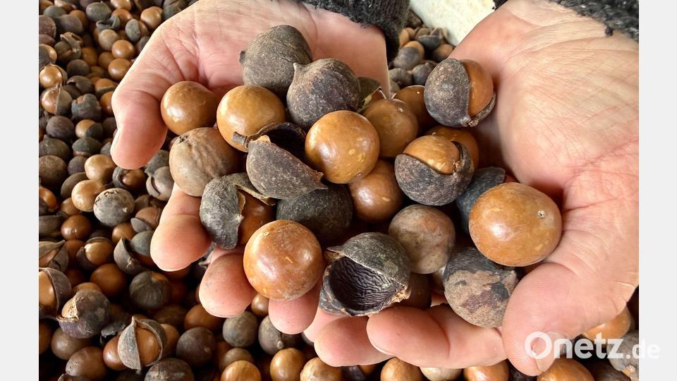Unter der harten Schale verbirgt sich ein fast cremiger Kern. Bild: Carola Frentzen/dpa