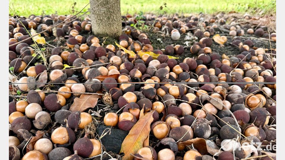 Die Macadamia-Nüsse fallen von selbst von den Bäumen. Bild: Carola Frentzen/dpa