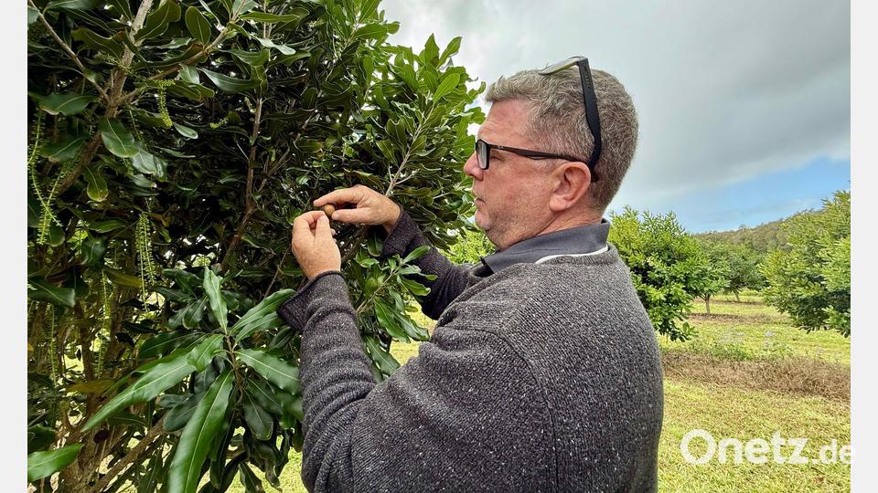 Chris Fuller von Nutworks prüft die Früchte an einem Macadamia-Baum. Bild: Carola Frentzen/dpa