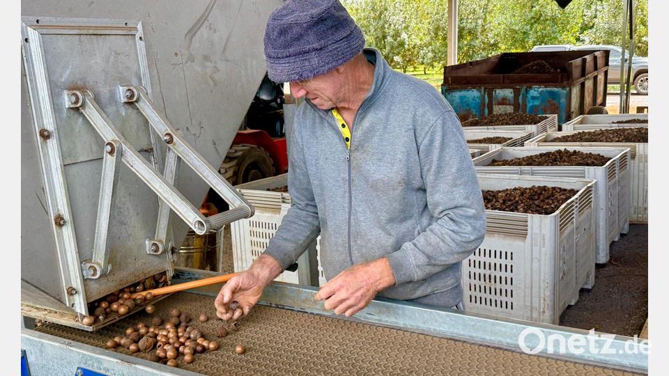 Die Verarbeitung von Macadamia ist aufwendig. Bild: Carola Frentzen/dpa