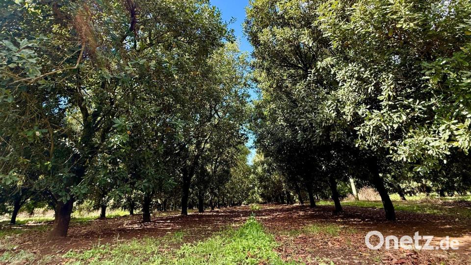 An der Ostküste Australiens sind viele Macadamia-Plantagen zu finden. Bild: Carola Frentzen/dpa