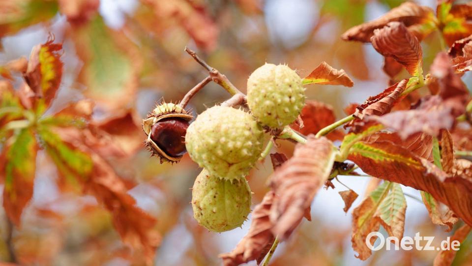 Baden-Württemberg im Herbst: Kastanien zwischen gelb-braunen Blättern am Baum Bild: Uwe Anspach/dpa