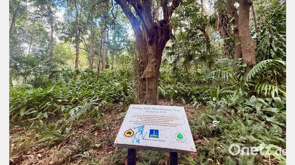 Der Walter-Hill-Baum wurde 1858 in Brisbane gepflanzt - und trägt noch immer Früchte. Bild: Carola Frentzen/dpa