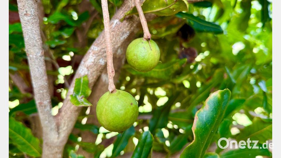 So sehen die Nüsse am Baum aus. Bild: Carola Frentzen/dpa