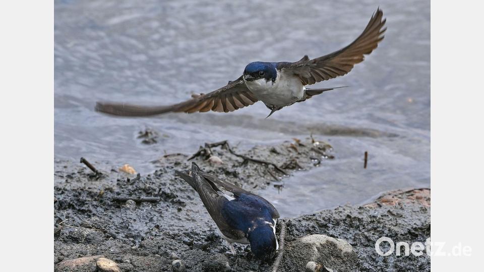 Bisher führt die Mehlschwalbe bei der Wahl zum „Vogel des Jahres“. (Symbolbild) Bild: Patrick Pleul/dpa