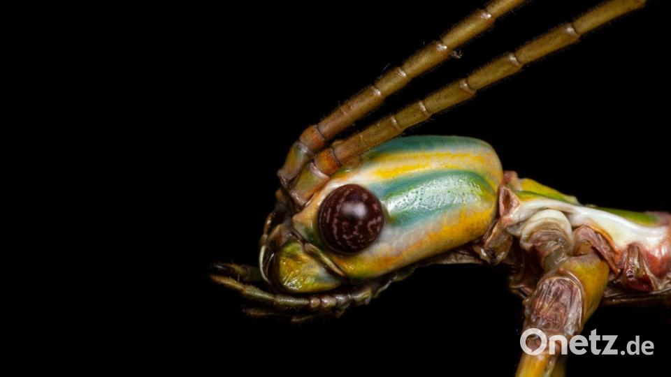 Die Tiere können Pflanzenteile wie Äste oder Blätter nachahmen, um sich zu tarnen. (Handout) Bild: Braxton Jones/University of Sydney/dpa