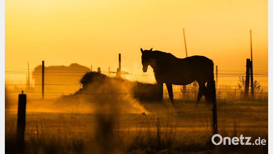 Ein Pferd steht bei Sonnenaufgang auf einer Pferdekoppel am Flughafen Hannover. Bild: Julian Stratenschulte/dpa