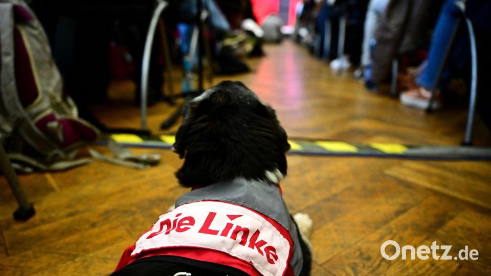 Linker Hund. Bild: Sebastian Gollnow/dpa
