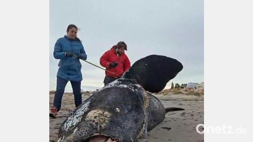 Dutzende toter Jungwale wurden in Patagonien an Land gespült. Bild: Jordana Ibanez/dpa