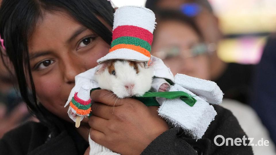 Ein als Eisverkäufer verkleidetes Meerschweinchen gewann den Kostümwettbewerb. Bild: Dolores Ochoa/AP/dpa