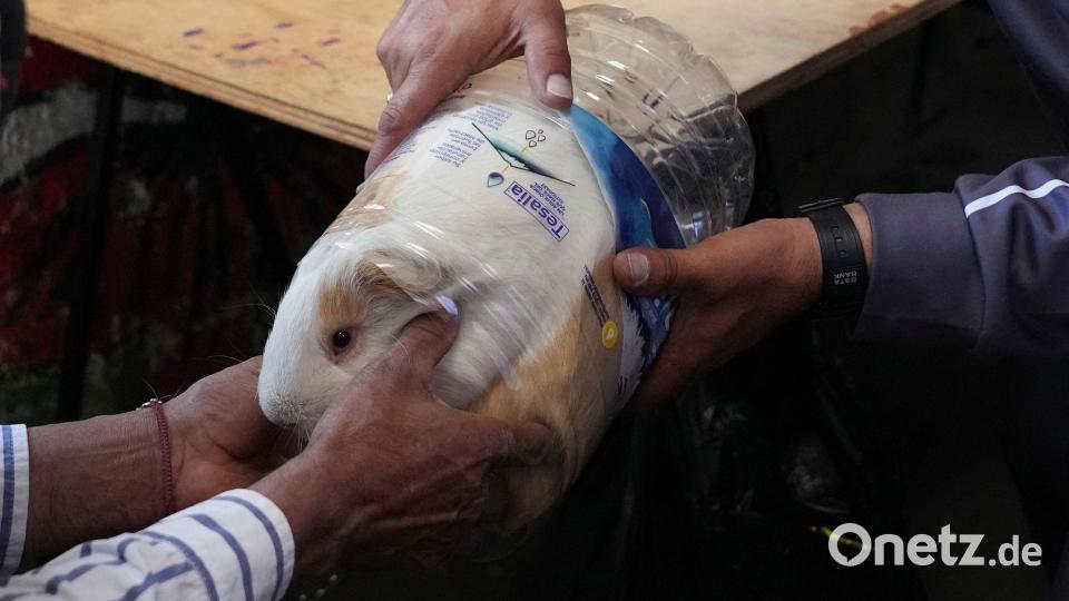 „Luchito“ wurde bei den Feierlichkeiten in Salcedo zum schwersten Meerschweinchen gekürt. Bild: Dolores Ochoa/AP/dpa