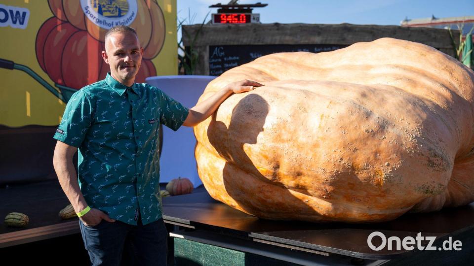 Der schwerste Kürbis bei der Kürbiswiegemeisterschaft in Klaistow von Oliver Grafe ist rund 942 Kilogramm schwer. Bild: Christophe Gateau/dpa
