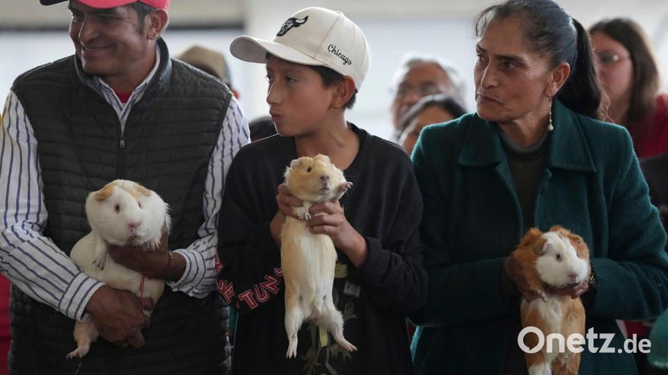 Die unruhigsten Meerschweinchen sollen auch die schnellsten sein. Bild: Dolores Ochoa/AP/dpa