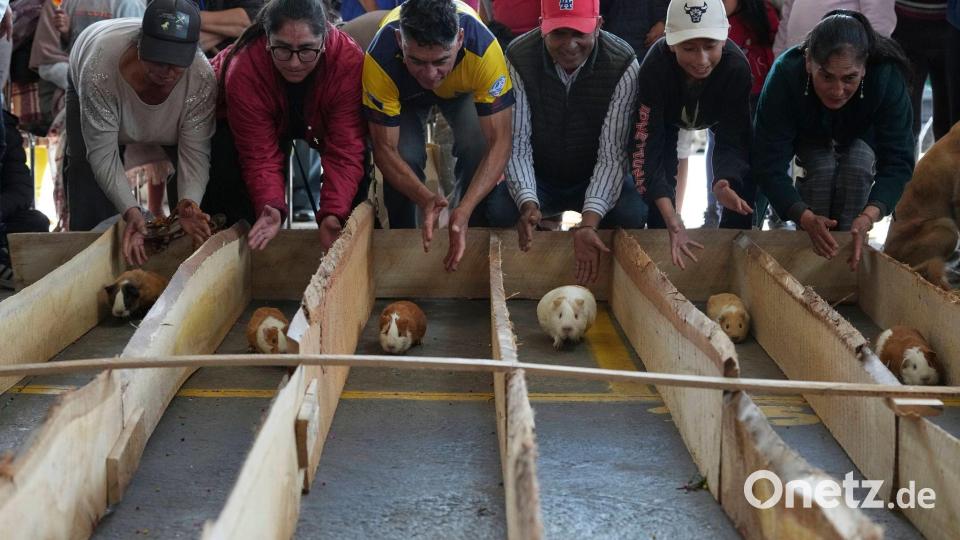Anlässlich der Feierlichkeiten zum 107. Jahrestag des Kantons Salcedo in Ecuador lassen Teilnehmer Meerschweinchen um die Wette laufen. Bild: Dolores Ochoa/AP/dpa