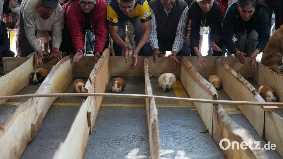 Meerschweinchenrennen gehören in mehreren Regionen Ecuadors zu den Volksbräuchen. Bild: Dolores Ochoa/AP/dpa