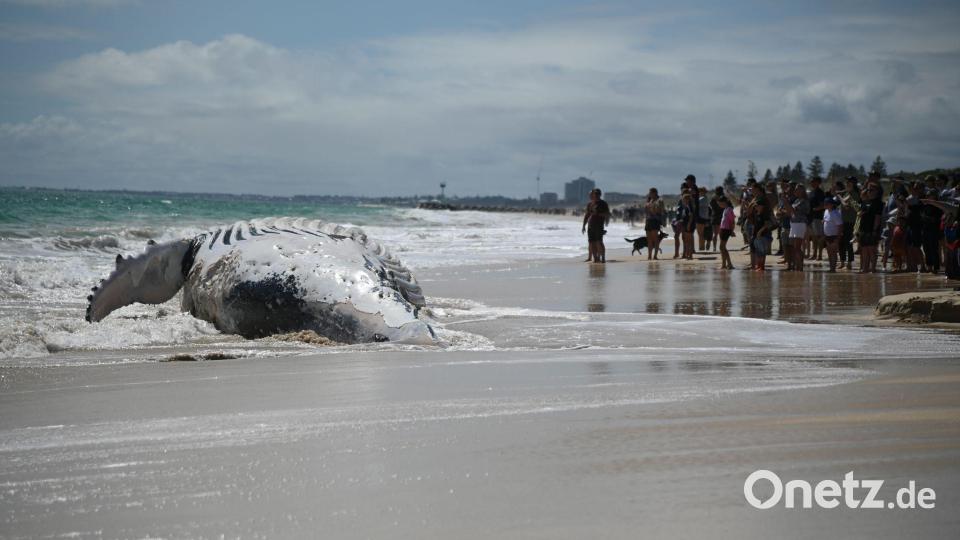 Walkadaver am Strand: Schaulustige versammeln sich am City Beach in Perth. Bild: Aaron Bunch/AAP/dpa