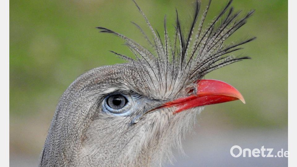 Der Ruf des Rotfußseriema wird als lautes Jaulen beschrieben. Bild: João Menezes/EurekAlert/dpa