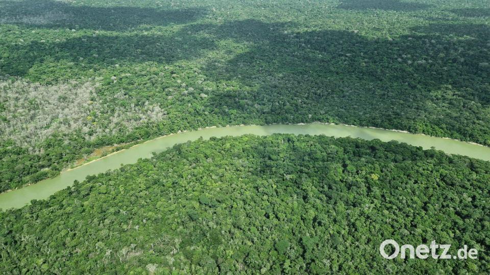 Die Forscher untersuchten die Rufe von Vögeln im Amazonasgebiet. (Archivbild) Bild: Larissa Schwedes/dpa