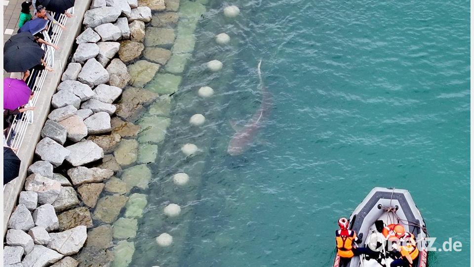Busan: Küstenwache auf Hai-Mission – in Busan wird das Tier zurück aufs Meer geleitet Bild: -/YNA/dpa