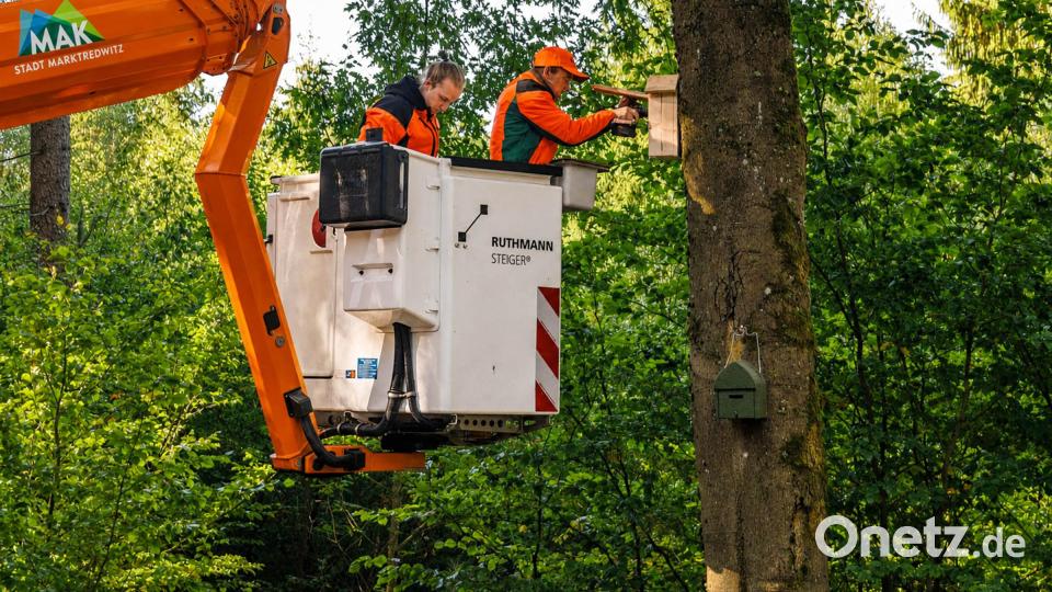 Praktikanten befestigen Fledermausquartiere an einer Buche im Stadtwald Marktredwitz. Bild: Forstbetrieb Fichtelberg