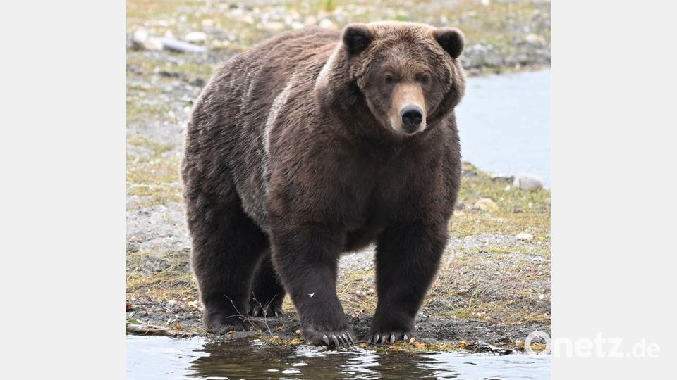Braunbärin „910“ schaffte es bei der „Fat Bear“-Wahl ins Finale. (Handout) Bild: C. Loberg/explore.org/dpa
