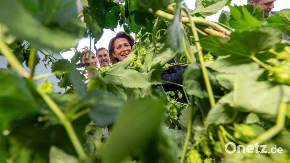 Die Hopfenpflanzer leiden auch darunter, dass der Bierabsatz sinkt. (Archivbild) Bild: Peter Kneffel/dpa