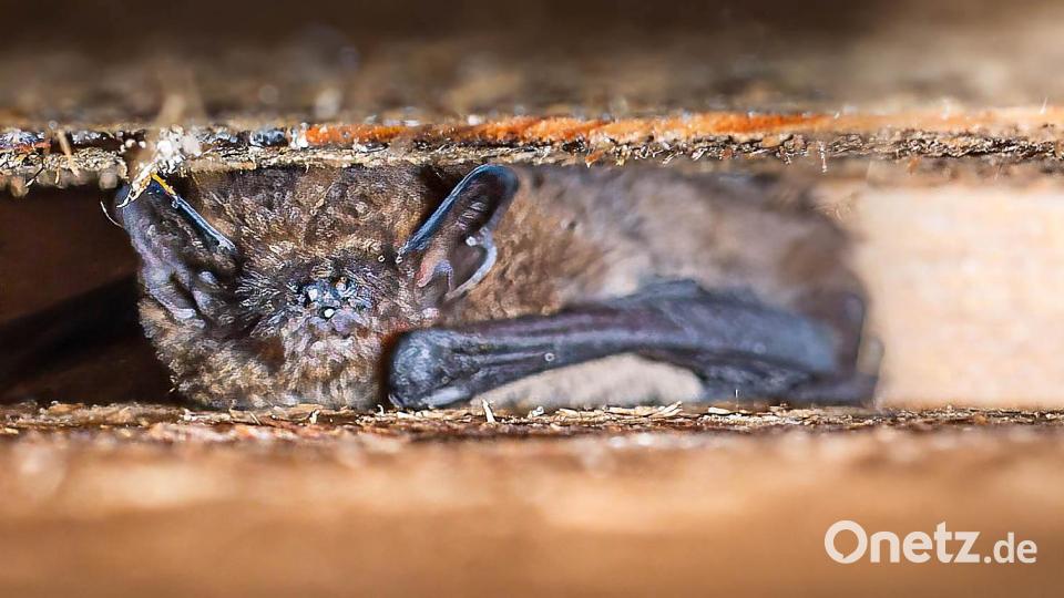 Braune Langohr-Fledermäuse nutzen einen Fledermaus-Flachkasten als Tagesversteck. Bild: Forstbetrieb Fichtelberg