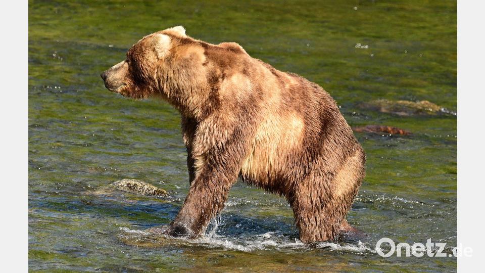 Braunbär „Backpack“ ist im Juni zu Beginn der Lachsfisch-Saison noch recht mager. (Handout) Bild: Uncredited/explore.org/dpa