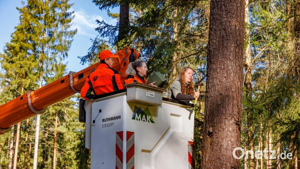 Lisa Reiprich von der Unteren Naturschutzbehörde montiert ein Fledermausquartier im Stadtwald Marktredwitz. Bild: Forstbetrieb Fichtelberg