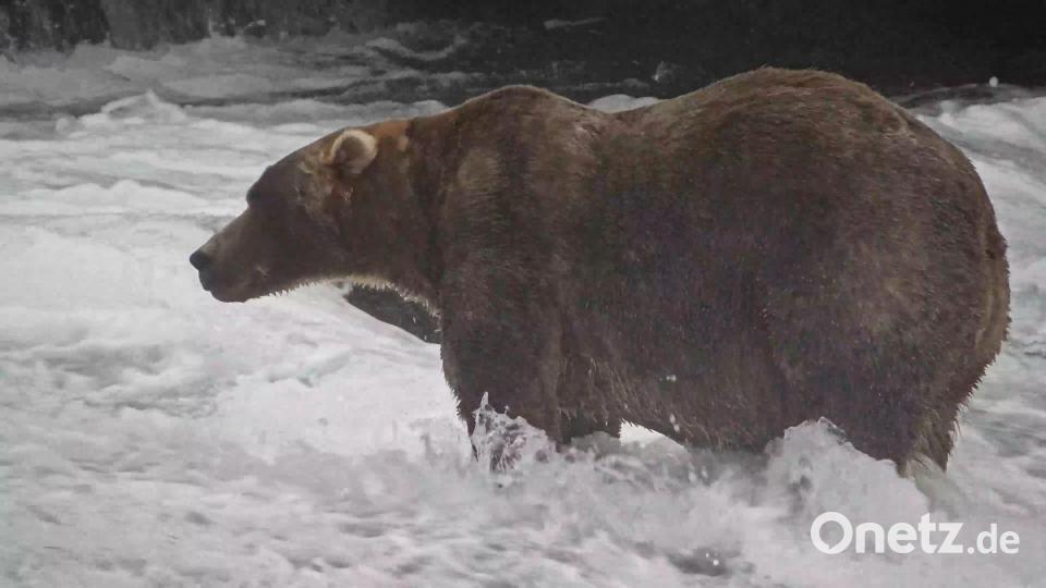Mit dieser Leibesfülle hat Braunbär „Backpack“ den Siegertitel gewonnen. (Handout) Bild: C. Loberg/explore.org/dpa
