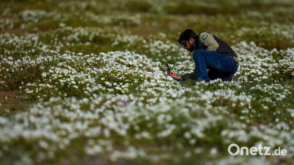 Der Höhepunkt der Blütenpracht ist jetzt im Oktober zu beobachten. Bild: Esteban Felix/AP/dpa