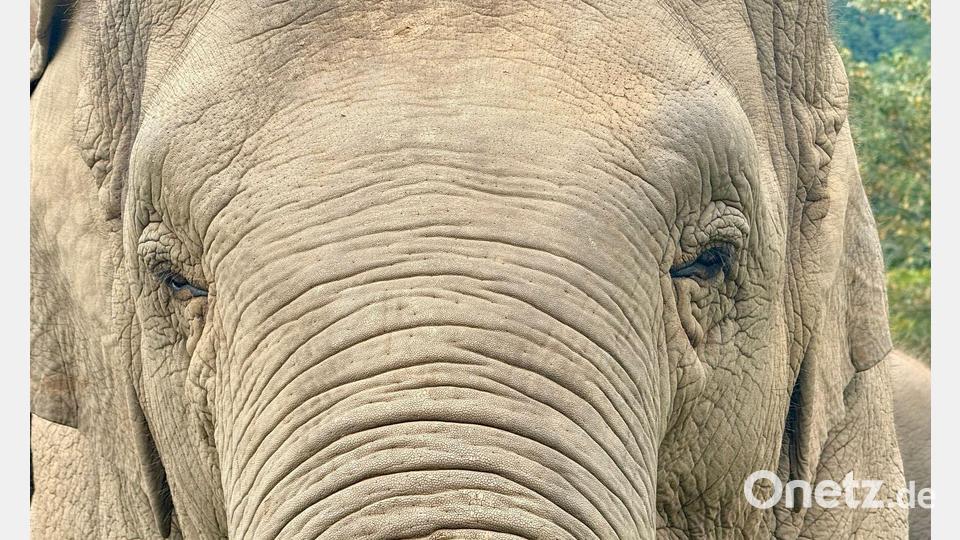 Elefantenherden versammeln sich oft nach dem Tod eines Artgenossen. (Archivbild) Bild: Carola Frentzen/dpa
