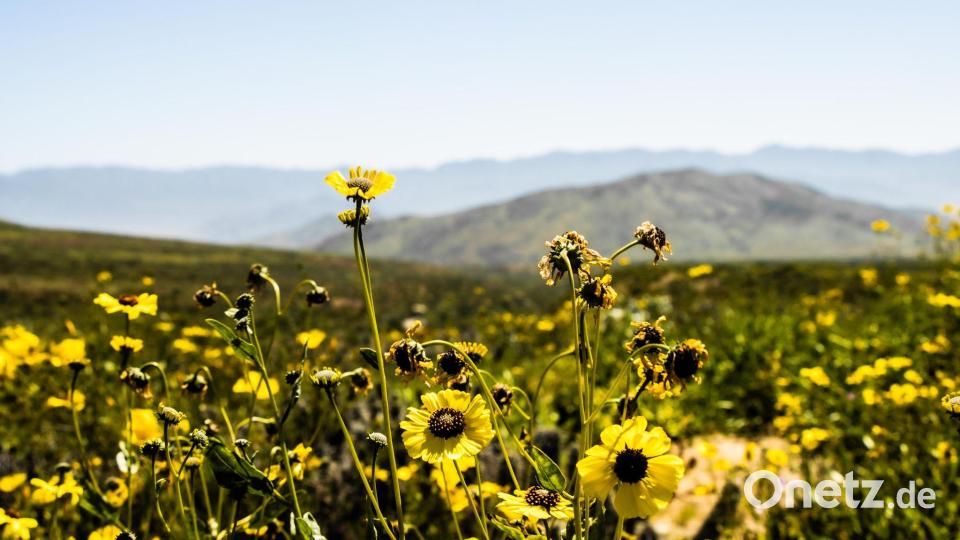 An einem der trockensten Orte der Welt sprießen zahlreiche Blumen. Bild: Ignacio Villarroel/Agencia Uno/dpa