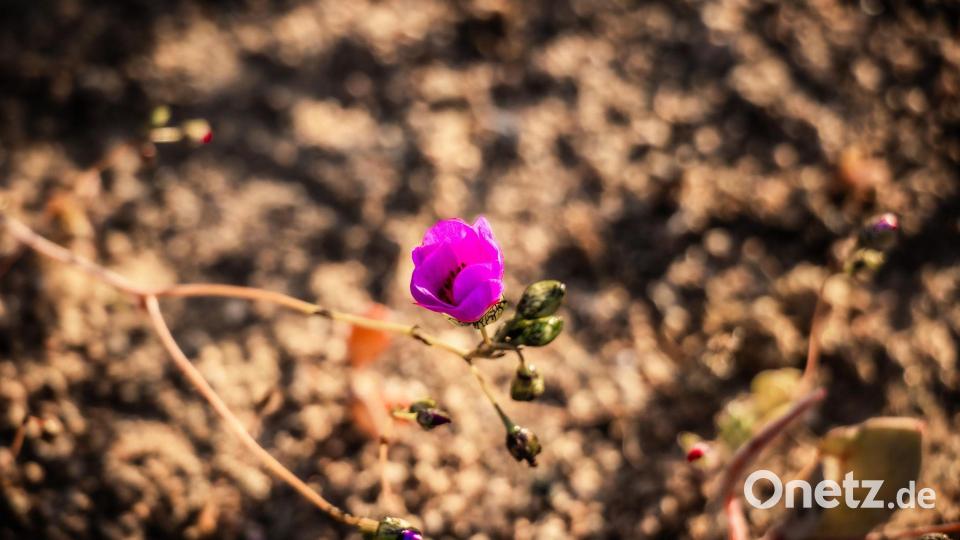 Blumen in der Wüste: Die Ursache für diese kuriose Situation im südlichen Frühling ist in dem Klimaphänomen „El Niño“ zu sehen. Bild: Ignacio Villarroel/Agencia Uno/dpa