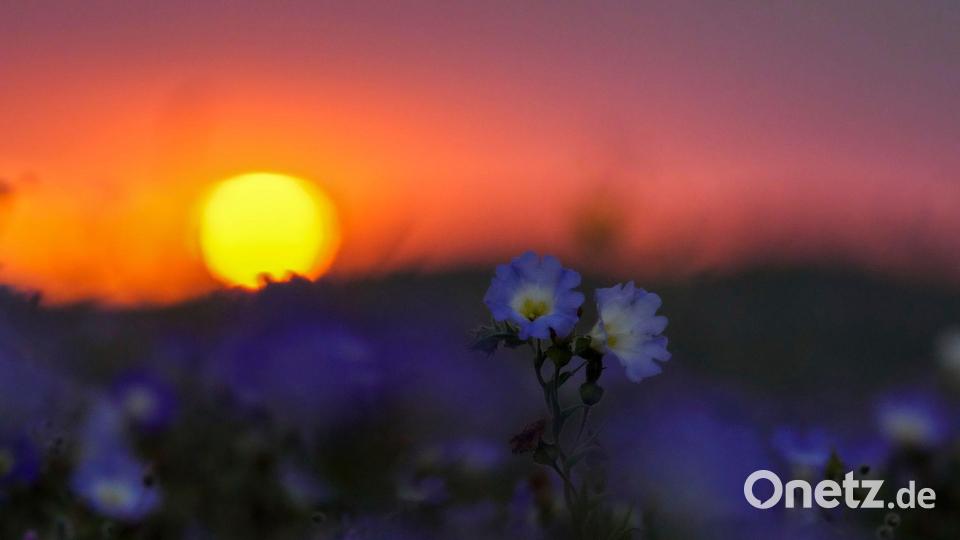„El Niño“ führt zu höheren Niederschlagsmengen und lässt an überraschender Stelle Blumen sprießen. Bild: Esteban Felix/AP/dpa