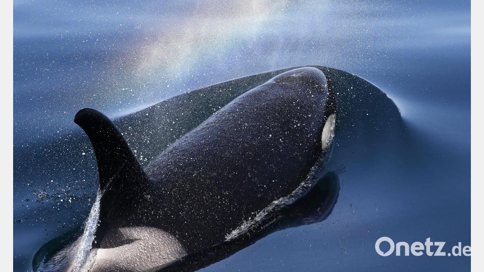 Orcas tragen ihre toten Babys oft über längere Zeit mit sich. (Archivbild) Bild: ---/Kyodo/dpa