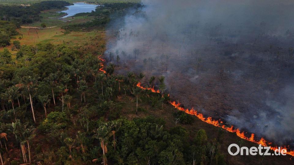 Waldbrände breiteten sich in der Nähe der Gemeinde Iranduba im brasilianischen Bundesstaat Amazonas aus. Bild: Edmar Barros/AP/dpa