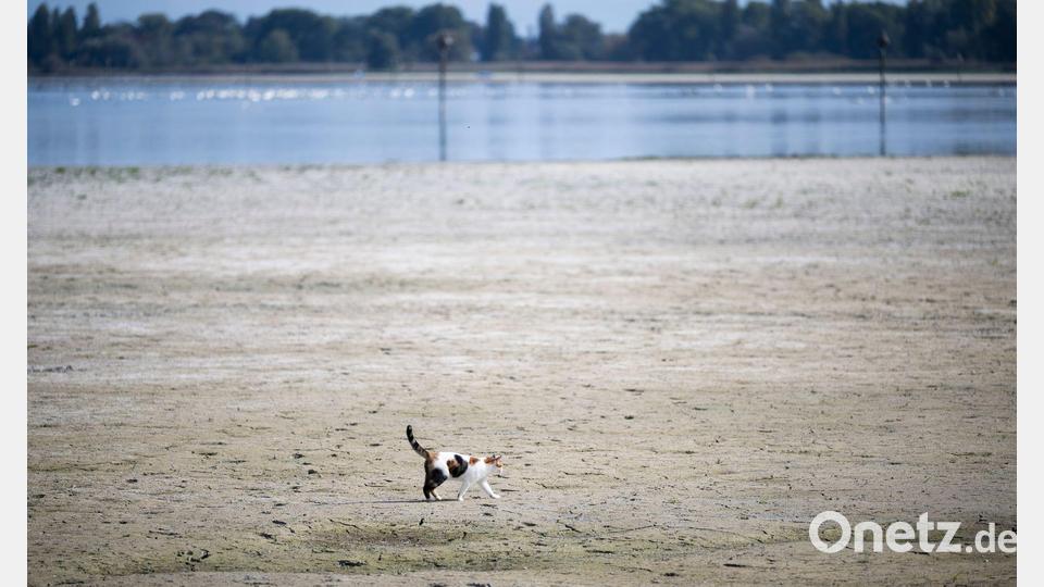 Tierisch trocken. Eine Katze läuft über den Seegrund im Schweizer Teil des Bodensees. Bild: Gian Ehrenzeller/KEYSTONE/dpa