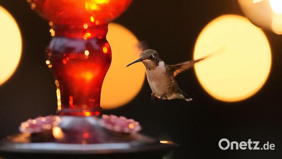 Ein Kolibri schwebt in der Abenddämmerung um einen Futterspender in der texanischen Stadt San Antonio herum. Bild: Eric Gay/AP/dpa