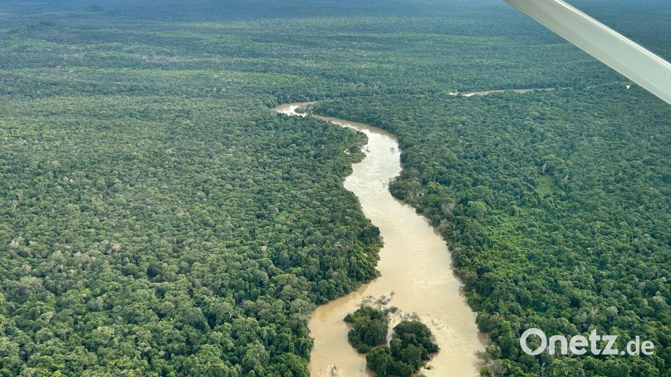 Der Amazonas-Regenwald steht beim Wahlkampf dieses Jahr weniger im Fokus. (Archivbild) Bild: Philipp Znidar/dpa