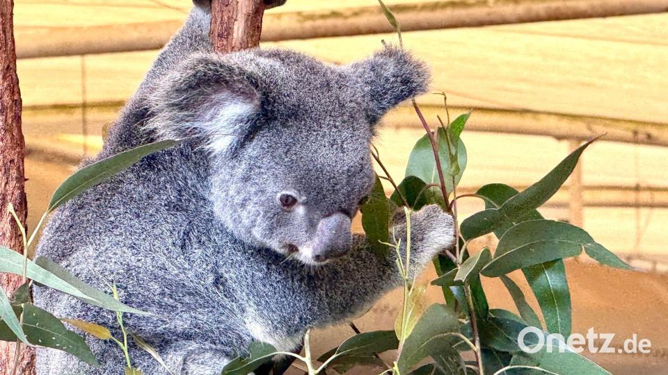 Die australischen Beuteltiere ernähren sich fast ausschließlich von Eukalyptusblättern. Bild: Carola Frentzen/dpa
