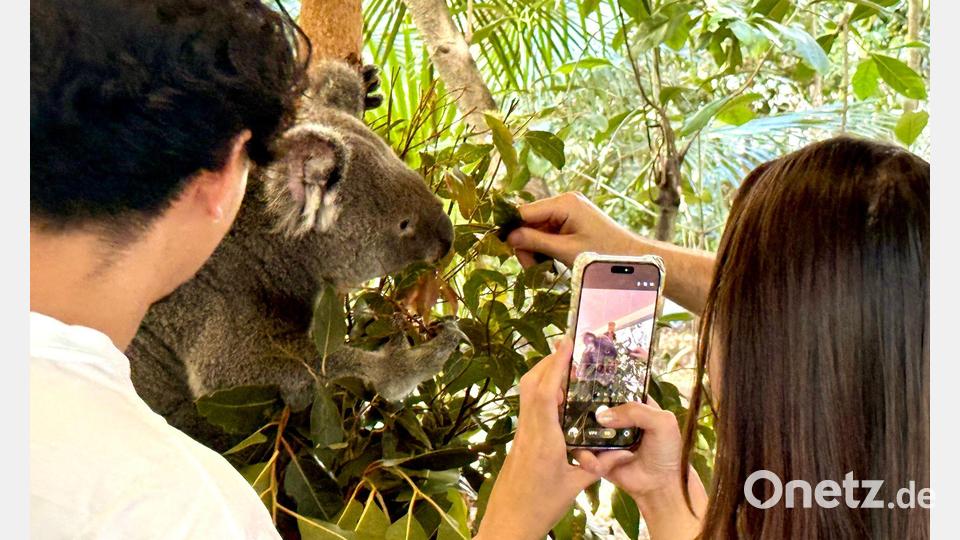 Besucher können im Lone Pine Koala Sanctuary einen „Koala Moment“ buchen. Bild: Carola Frentzen/dpa